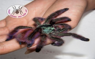 Caribena / avicularia Versicolor Sling tarantula